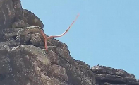 Схватка варана с краснобрюхой змеёй попала на видеокамеру в Австралии (Видео)