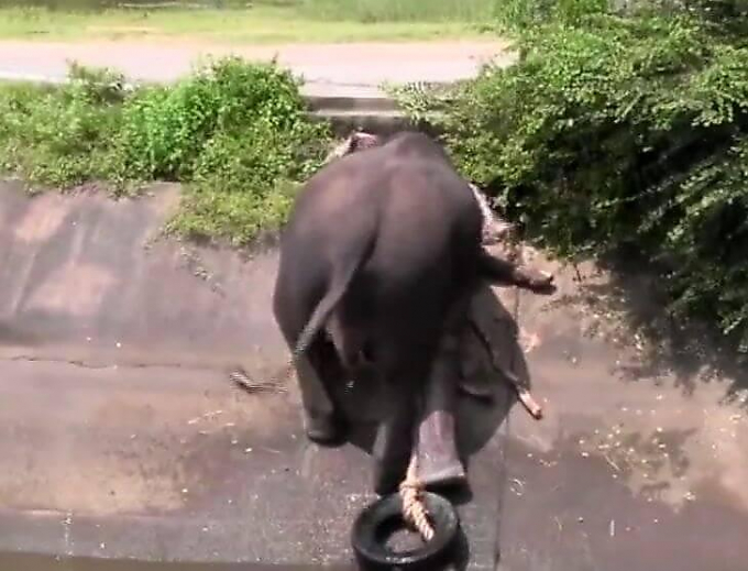 Застрявший в канале слон выбрался по импровизированной лестнице в Шри-Ланке