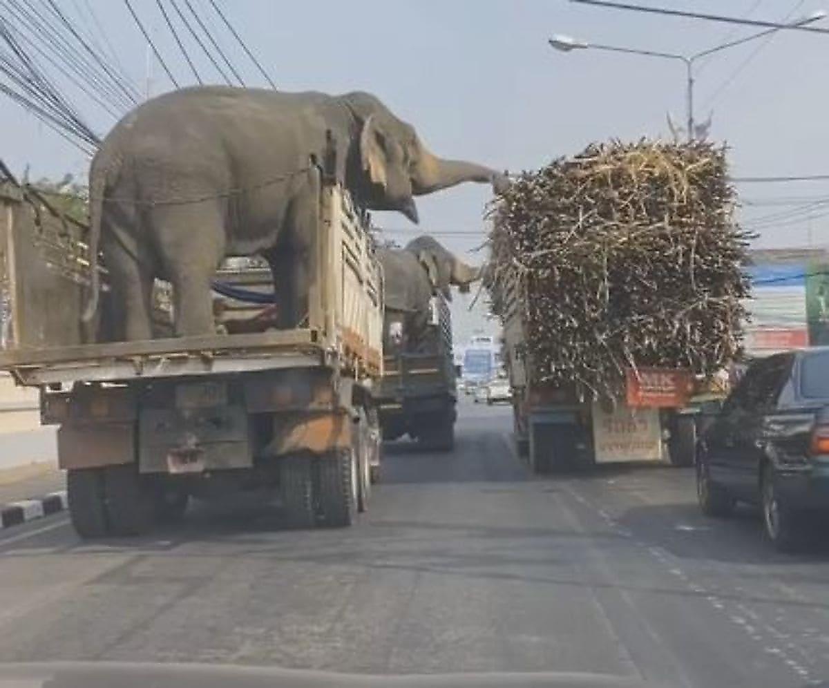 Воришки слоны полакомились тростником, стащив его из остановившегося рядом грузовика