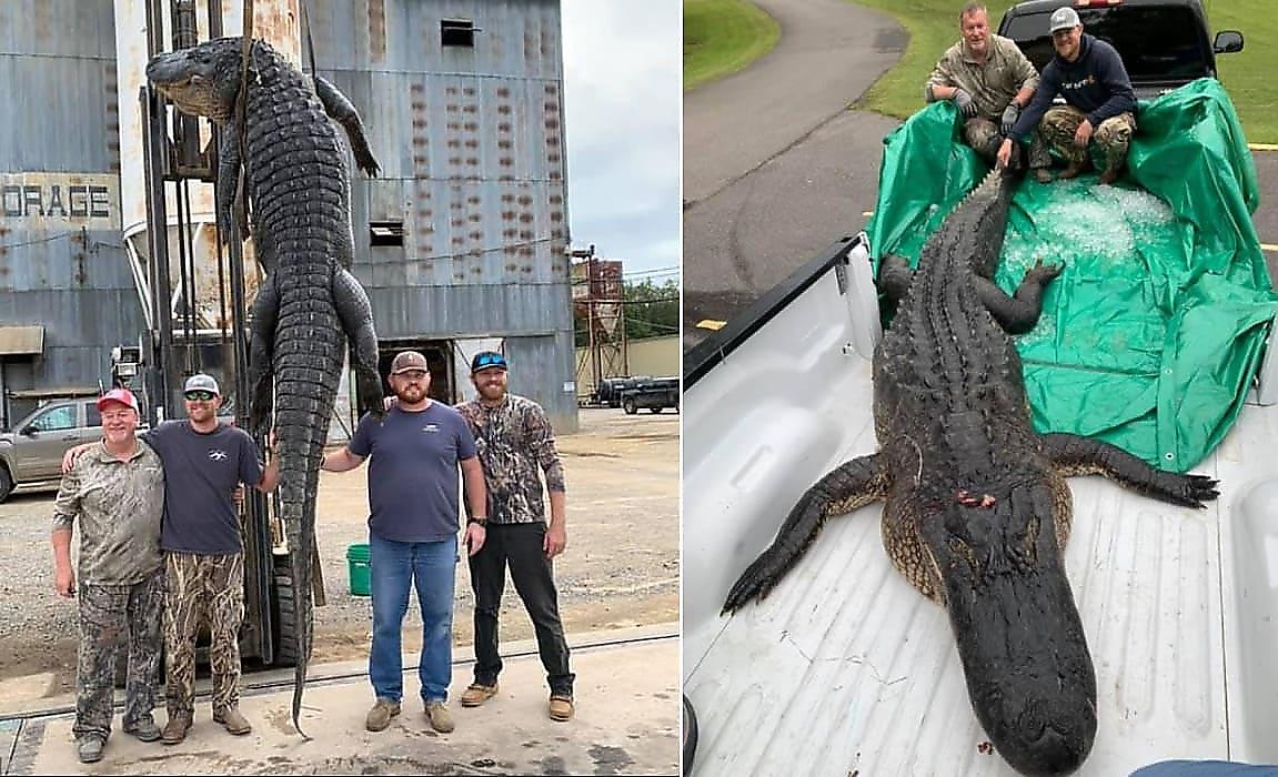 Огромного аллигатора поймали в Арканзасе - видео