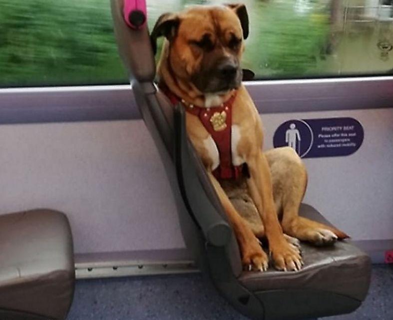 Брошенный пёс, в поисках хозяина, совершил путешествие на автобусе в Британии