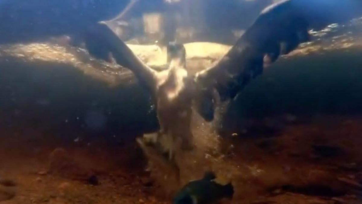 Фотограф подкараулил ястреба-рыболова во время охоты на дне водоёма - видео