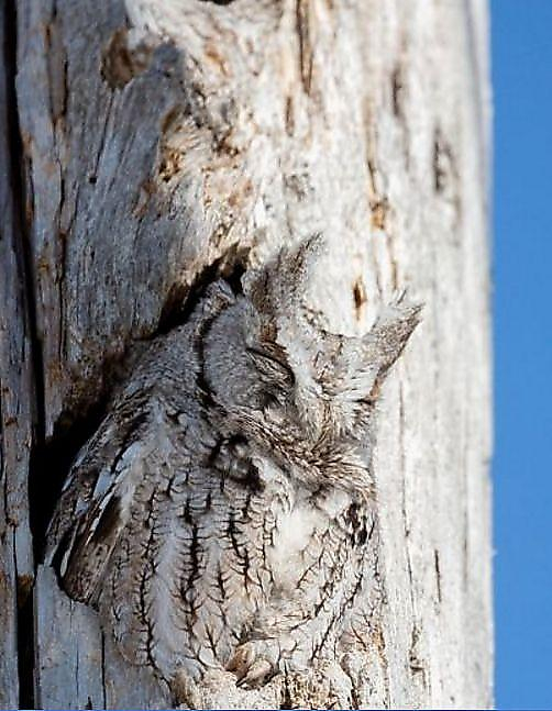 Фотограф рассекретила заснувшую на дереве сову в Канаде