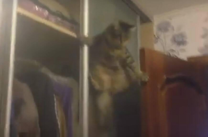 Кошка, прокатившаяся на двери, потерпела неудачу во время «пересадки» на полку (Видео)