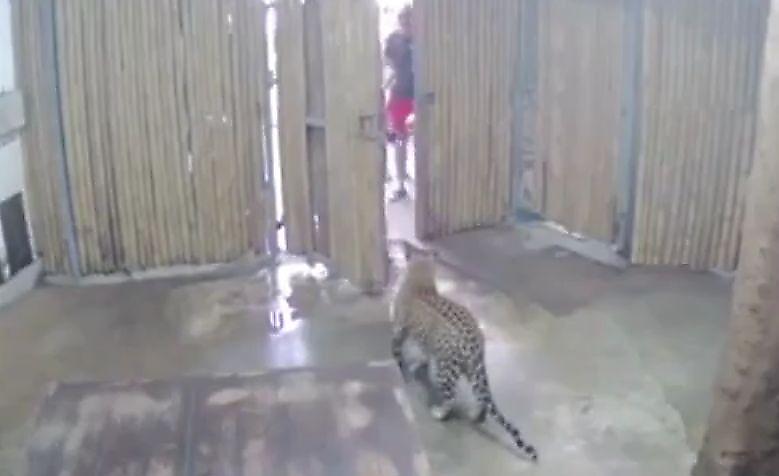Леопард напал на 2-летнего израильтянина в тайском зоопарке