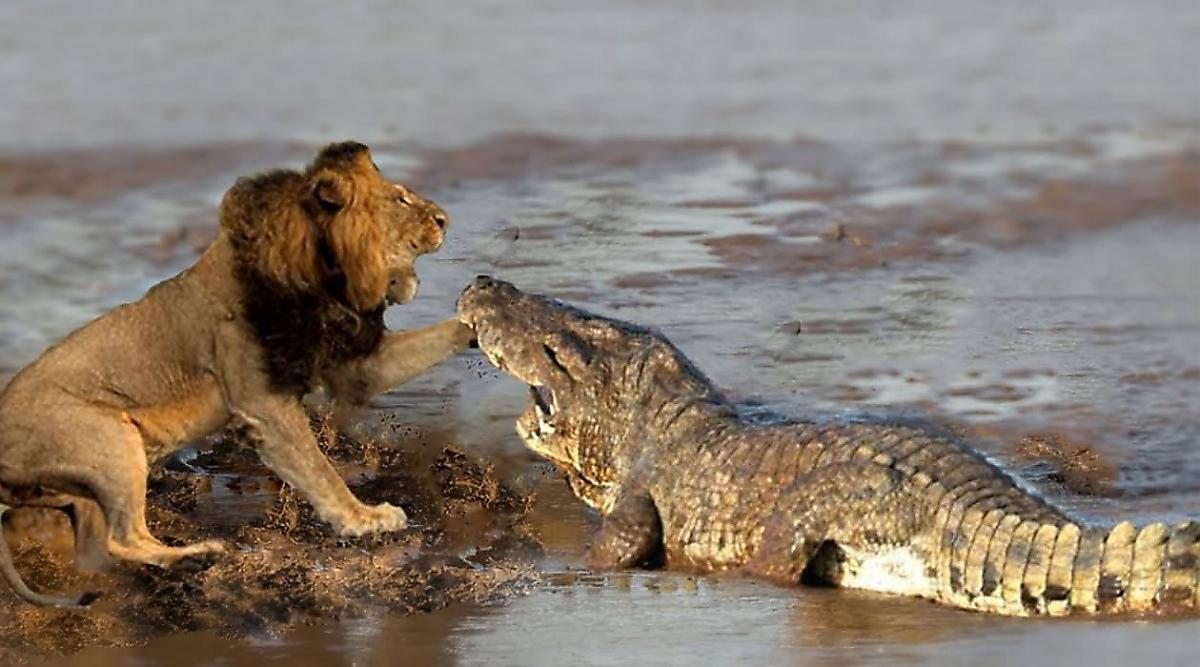 Лев и крокодил устроили перепалку на глазах у туристов в ЮАР
