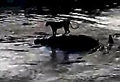 Львица, застрявшая на туше бегемота, отбилась от крокодилов и попала на видео в Кении
