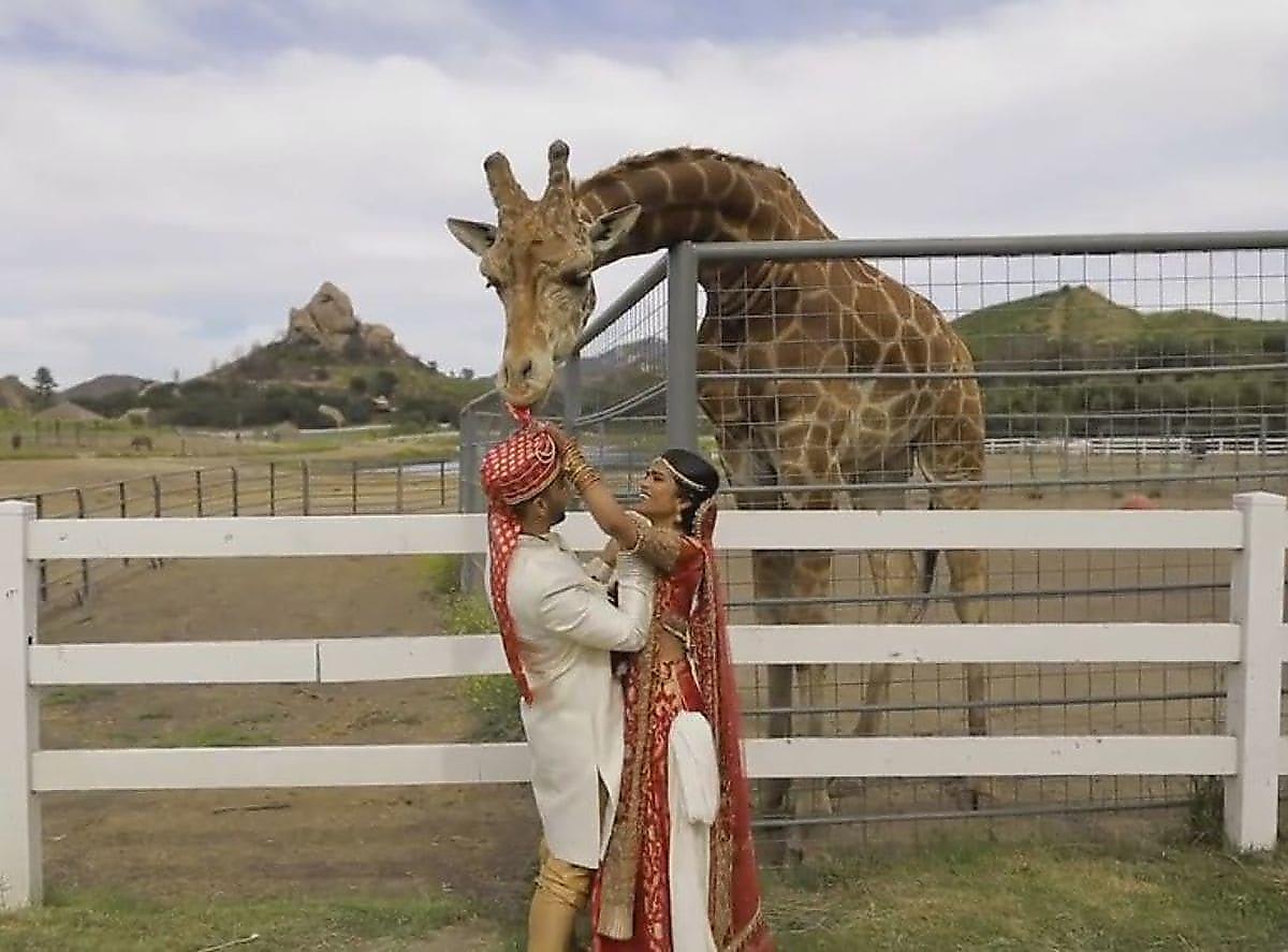 Любопытный жираф чуть не лишил головного убора жениха, устроившего фотосессию на его фоне