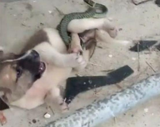 Посетитель храма отбил щенка у змеи, выбравшей неправильную добычу (Видео)