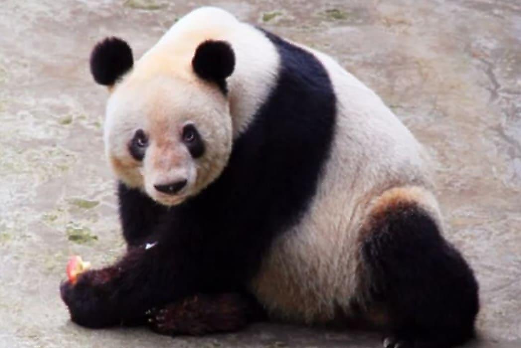 Самая старая панда в мире скончалась в возрасте 38 лет в Китае