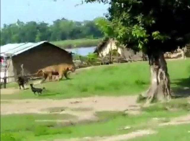 Собаки повергли в бегство тигра, забравшегося в индийскую деревню (Видео)