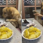 Воспитанный пёс, прервал трапезу хозяина, попросив кусок мяса со стола