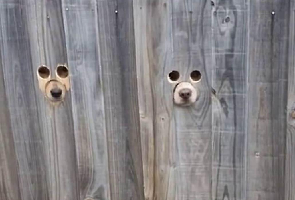 Австралийка проделала «приветственные» отверстия в заборе для своих псов и прославилась в сети