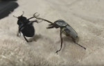 Боксёрский поединок двух жуков попал на видеокамеру в американской Одессе (Видео)