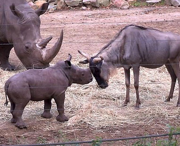 Детёныш носорога навёл порядок в вольере и напал на антилоп и жирафов ▶