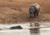 Два бегемота бесцеремонно разбудили и прогнали крокодила в африканском заповеднике 7