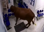 Корова устроила переполох в больнице и попала на видео в Колумбии