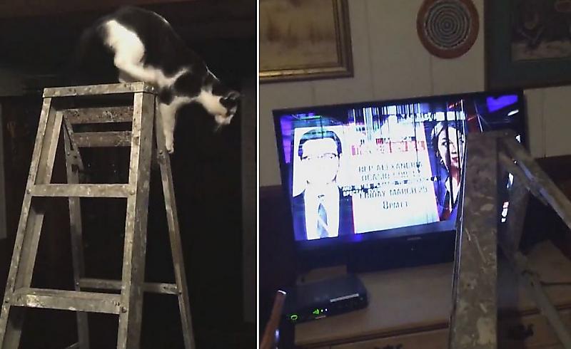 Кошка, покидая лестницу, лишила телевизора своего беспечного хозяина ▶