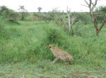 Кровожадный гепард на глазах у туристов не оставил антилопе шансов на спасение - видео