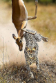 Леопард на лету поймал антилопу в африканском парке (Видео) 4