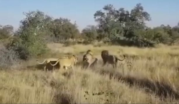 Львица - разлучница была изгнана соплеменниками в африканском парке (Видео)