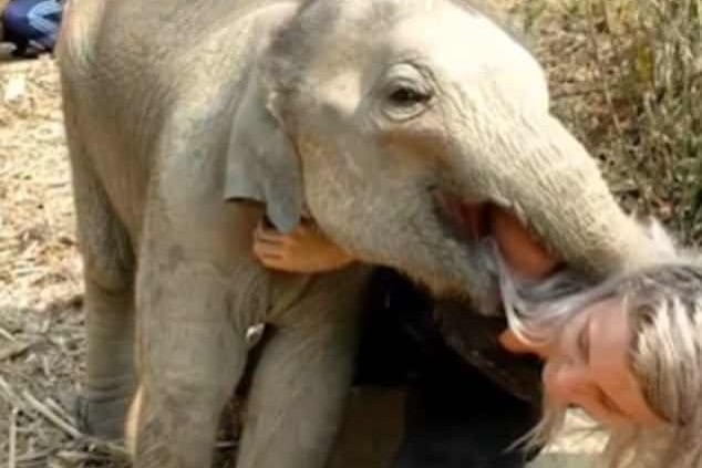 Маленький слонёнок исследовал причёску девушки - туриста в тайском заповеднике (Видео)