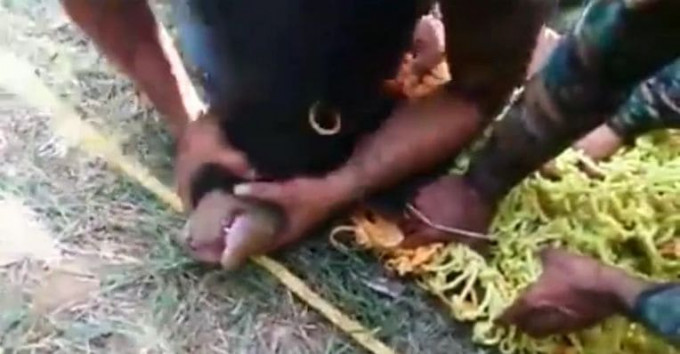 Медведицу с двумя детёнышами вытащили из заброшенного колодца в Индии (Видео)