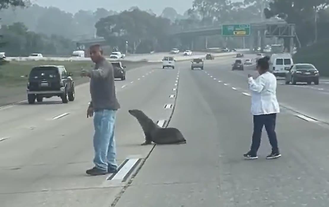 Морской лев прогулялся по оживлённой магистрали и попал на видео в США