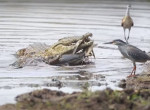 Противостояние сома и крокодила, не поделивших рыбу, попало на видео в ЮАР