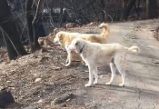 Пёс, переживший лесной пожар, спустя месяц был обнаружен охраняющим сгоревший дом 5