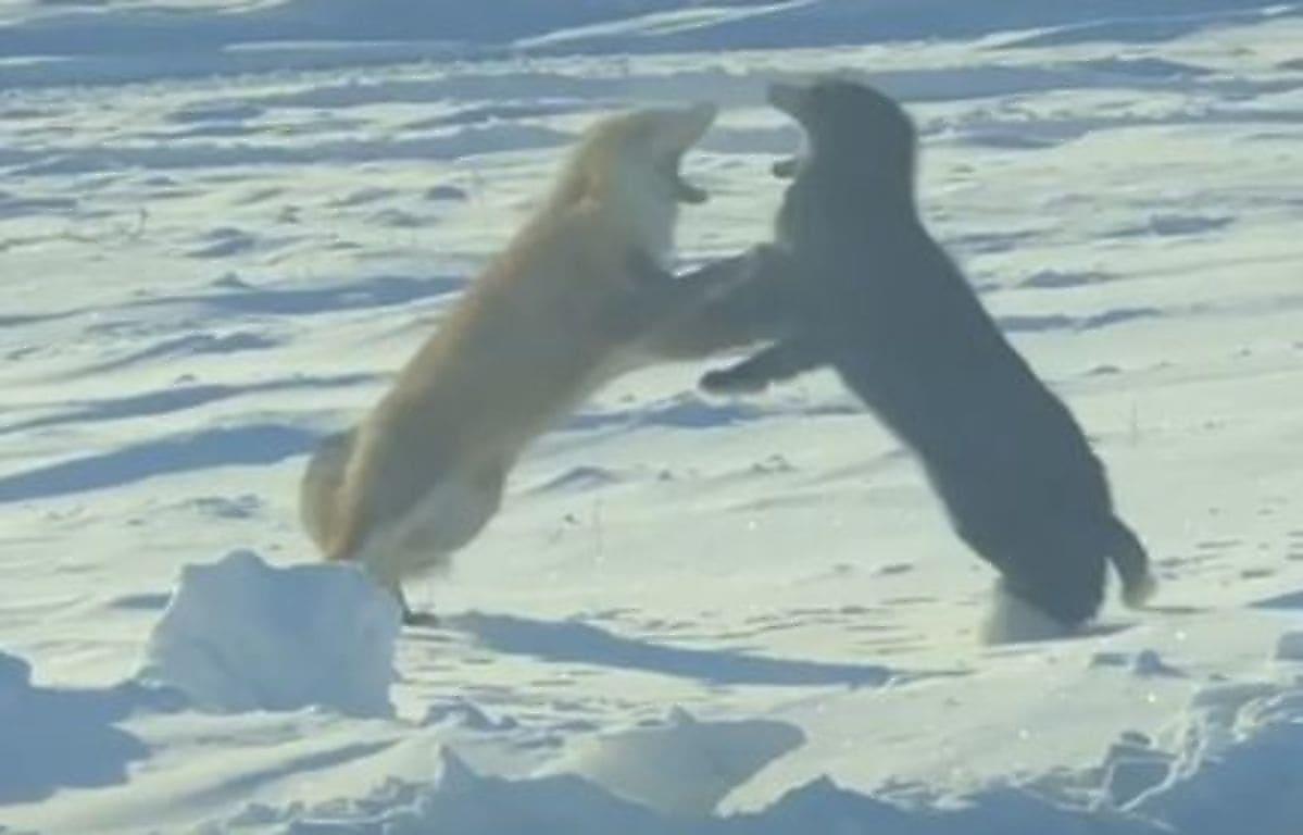 Разномастные лисицы устроили схватку во время брачного сезона