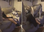Ревнивый пёс скинул кошачьего конкурента с дивана и занял его место возле хозяйки ▶