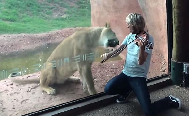 Серенада скрипача вызвала негодование у львицы в американском зоопарке ▶