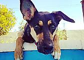 Собака спасла упавшую в бассейн слепую соплеменницу и попала на видео в Аргентине 0