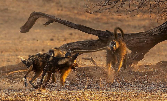 Стая гиеновых собак напала на бабуина в африканском заповеднике