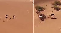Стремительная погоня гончих псов за кроликом попала на видео в пустыне