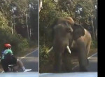 Велосипедист успел сбежать от агрессивного слона в тайском заповеднике ▶