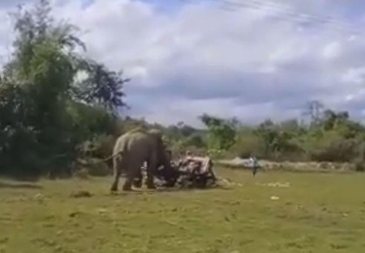 Влюблённый дикий слон, не желая расставаться с молодой самкой, напал на трактор в Индии