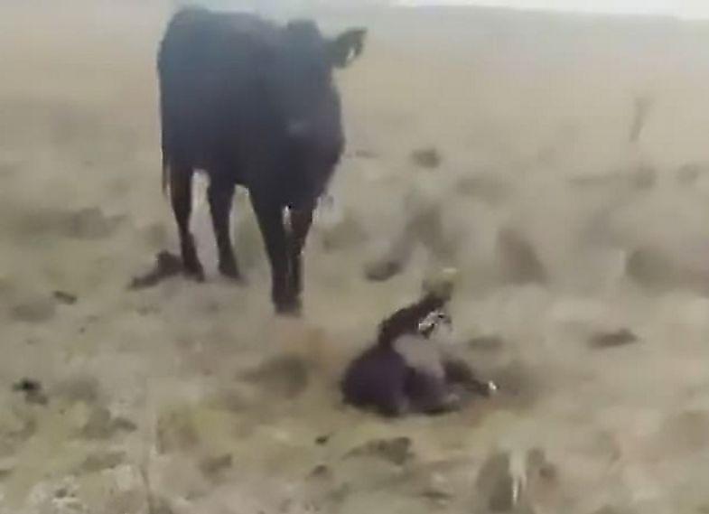 Аргентинец спас телёнка от кровожадного броненосца на глазах у перепуганной коровы ▶