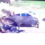 Быки, не поделив территорию, укатили и повредили хозяйский автомобиль ▶