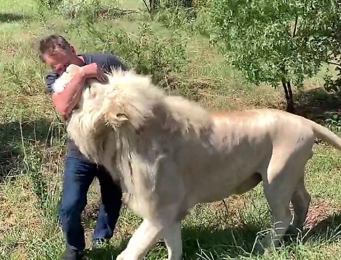 Фермер завёл белых львов в качестве домашних питомцев в ЮАР ▶