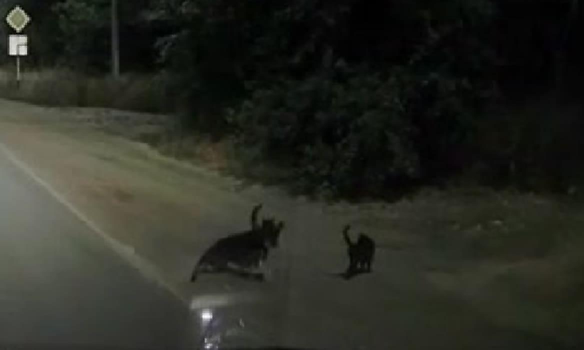 Странный кошачий эскорт, сопровождающий раненого друга, попал на видео на автотрассе
