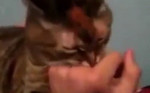Кот, облизывающий руку хозяйки, чуть не съел свой хвост от удовольствия (Видео)