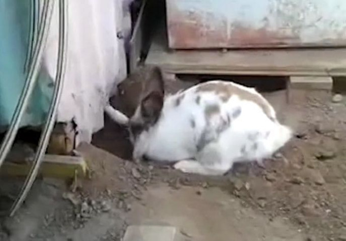 Кролик вырыл лаз и освободил своего, попавшего в плен друга (Видео)