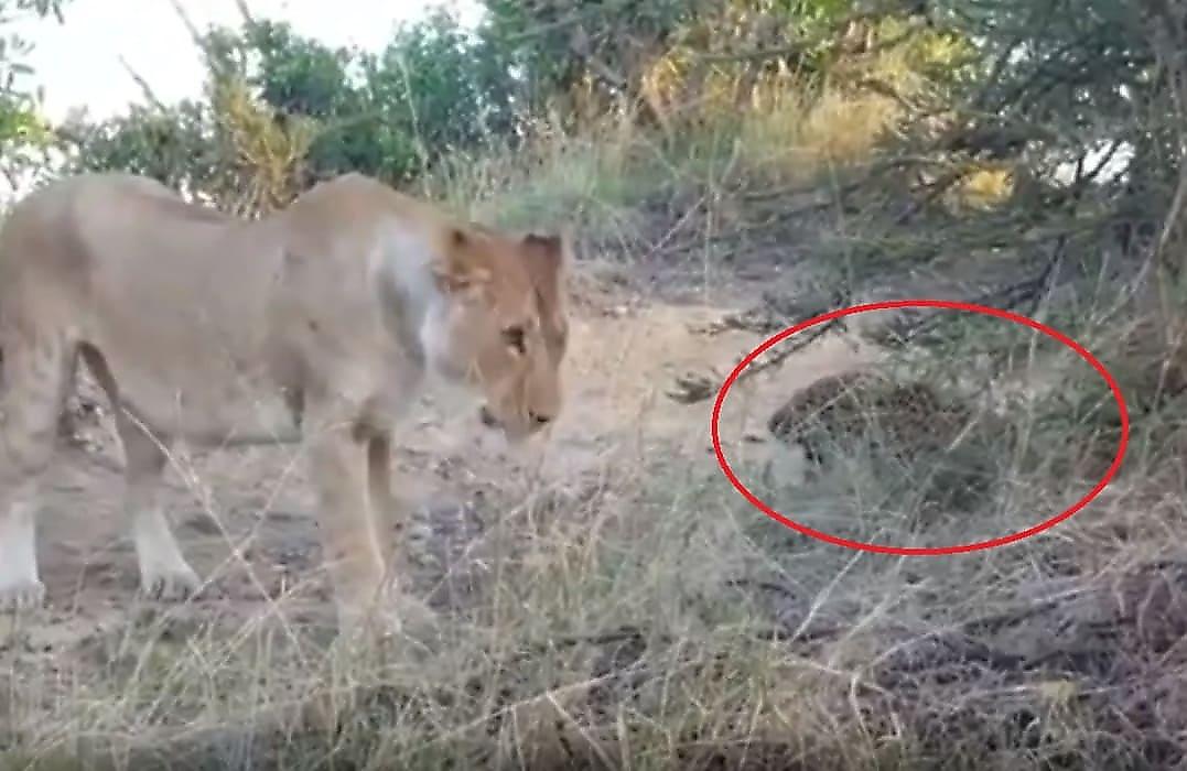 Львица загнала в угол леопарда в индийском заповеднике