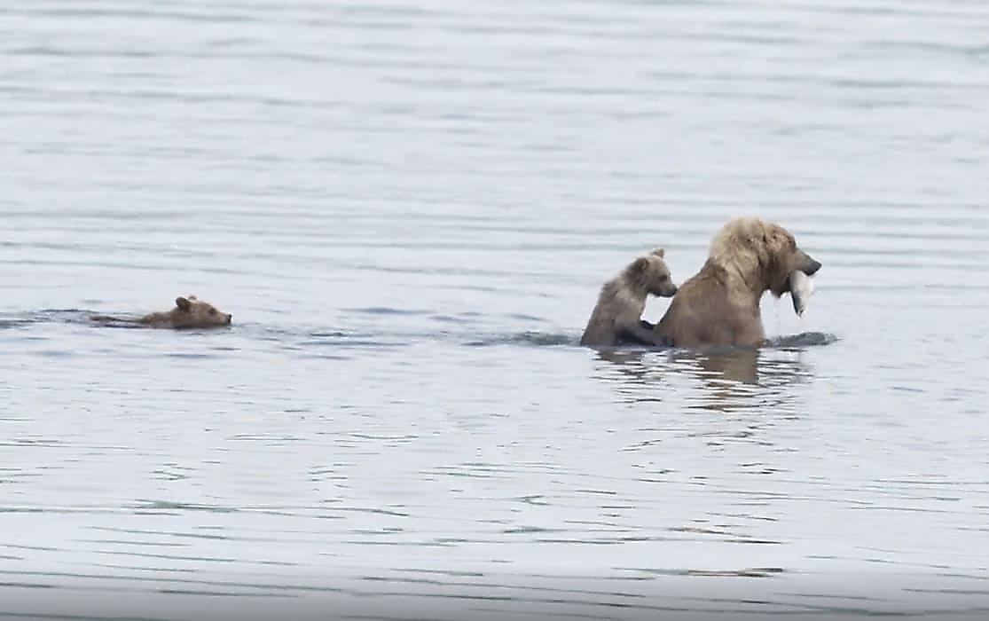 Медвежье семейство, пересекающее реку, попало на видео в заповеднике на Аляске