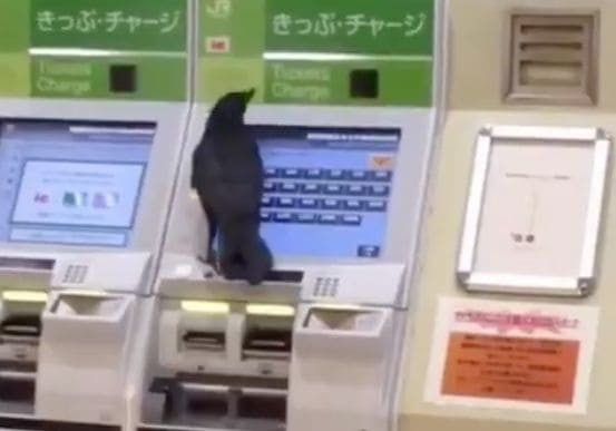 Наглая ворона, отобравшая кредитную карту у женщины, попыталась «купить» билет на вокзале в Японии (Видео)
