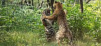 Тигры не поделили самку на глазах у туристов в индийском лесу 0