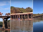 Зрелищный проход коровьего стада по опасному мосту запечатлели в Бразилии