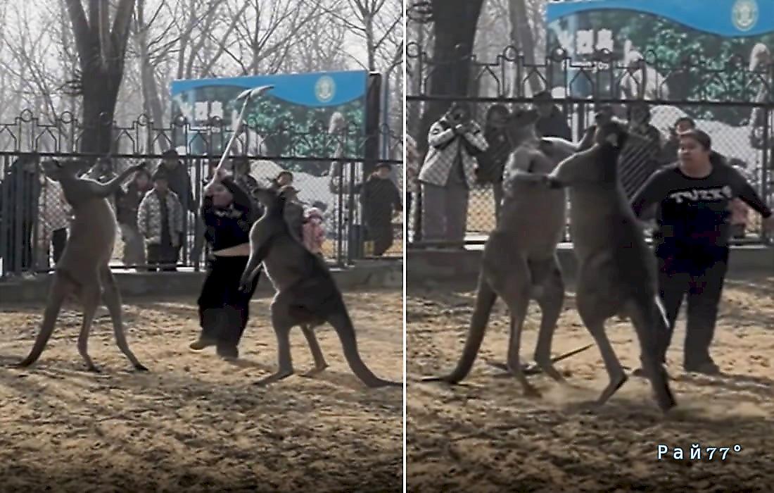 Сотрудница зоопарка сломала лопату, разнимая драку кенгуру: видео